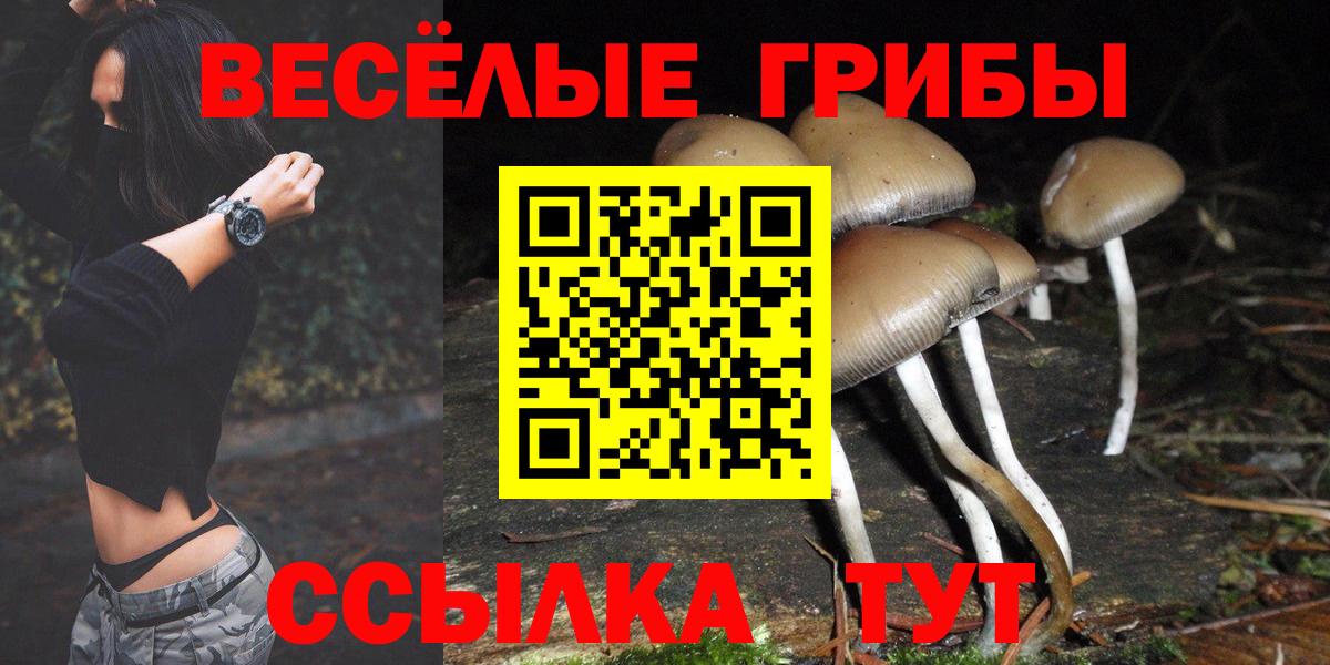 купить наркотики сайты  Вход с VPN  Братск  Галлюциногенные грибы Psilocybe 